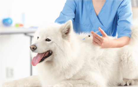 Pet Vaccinations Near Me 32720 - Spring Oaks Animal Care Center